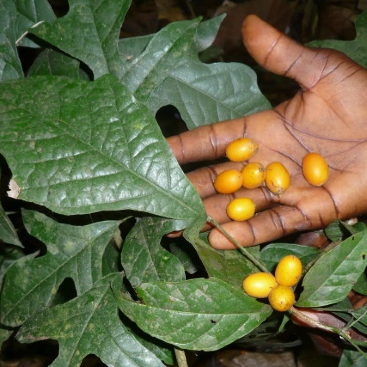 garden2.jpg